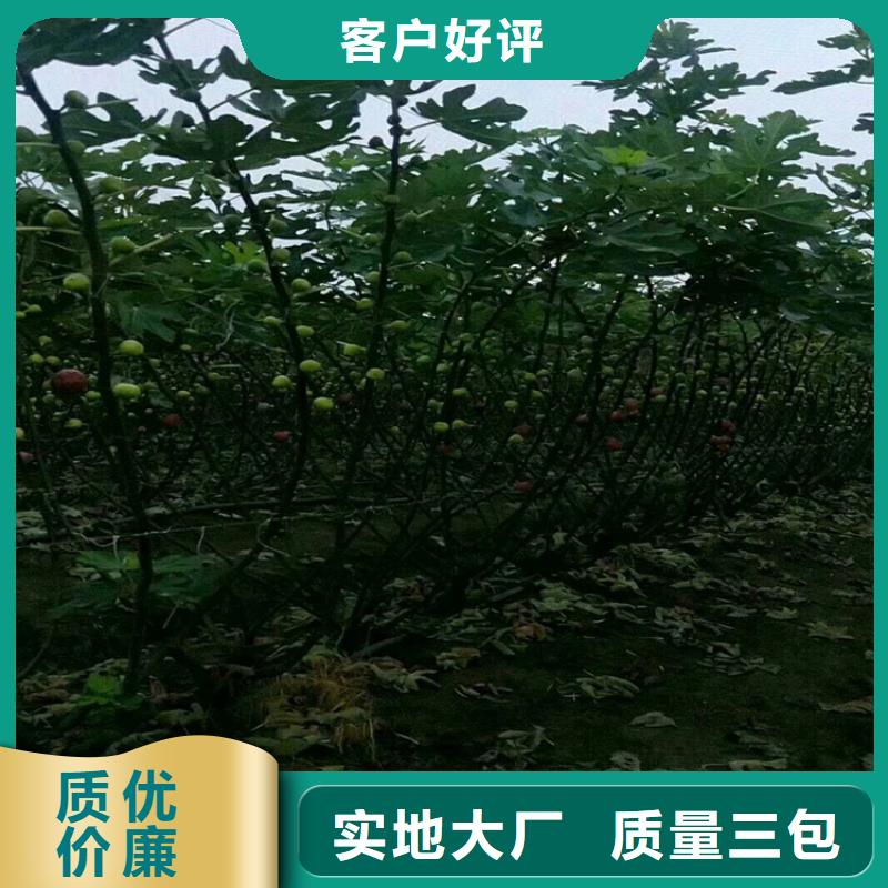 無花果櫻桃苗支持加工定制