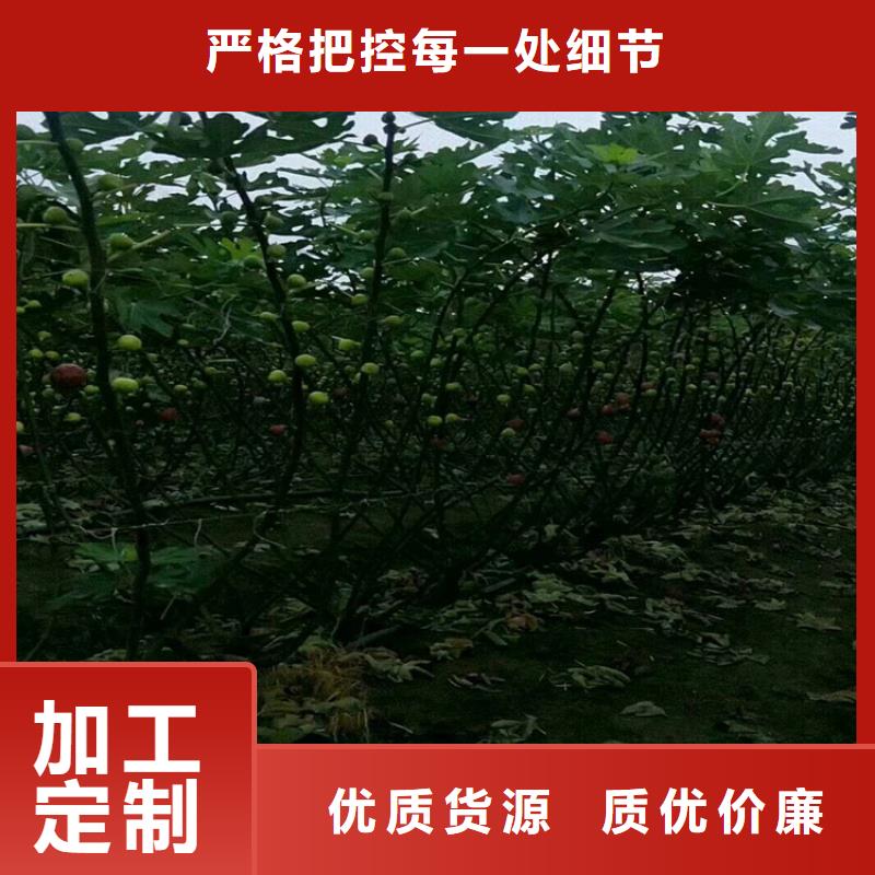 无花果,梨树苗颜色尺寸款式定制