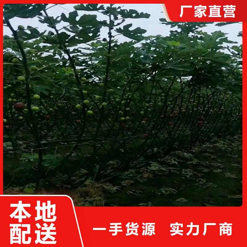 无花果樱桃苗品质无所畏惧