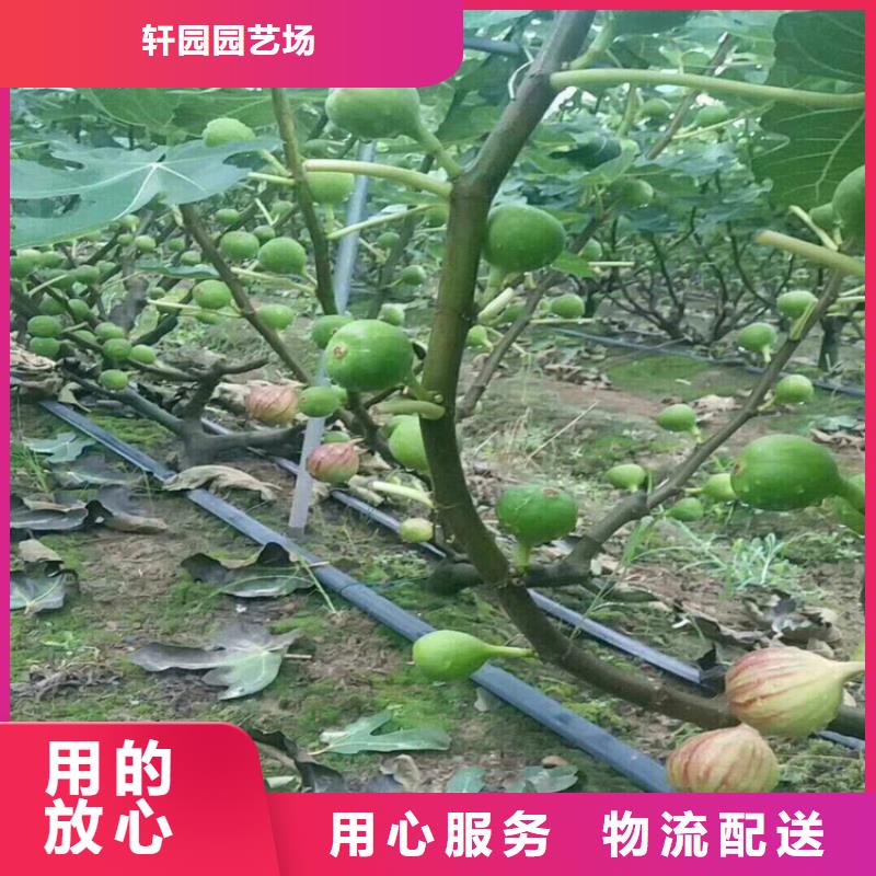 無花果櫻桃苗生產經驗豐富