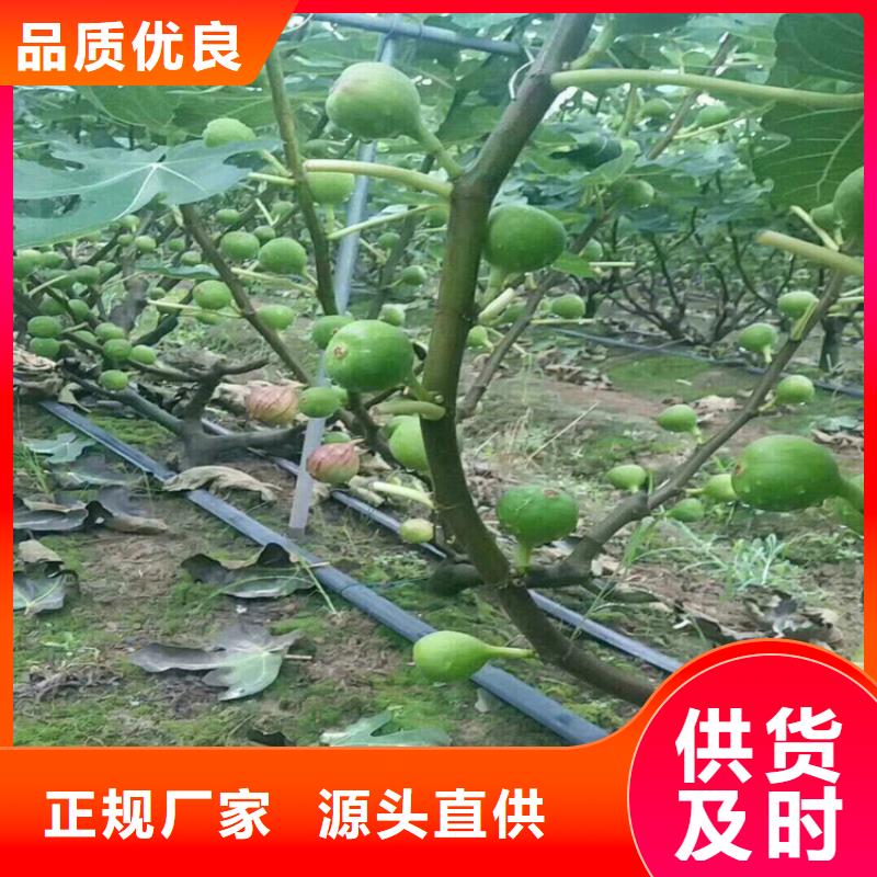 【無花果】奶油草莓嚴格把控每一處細節