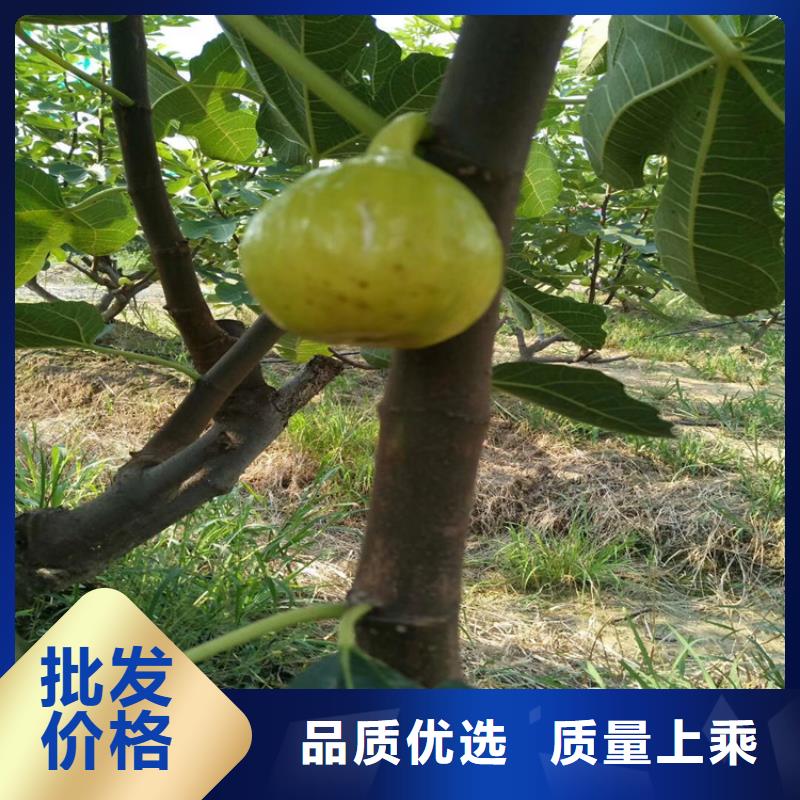 无花果李树苗产品性能