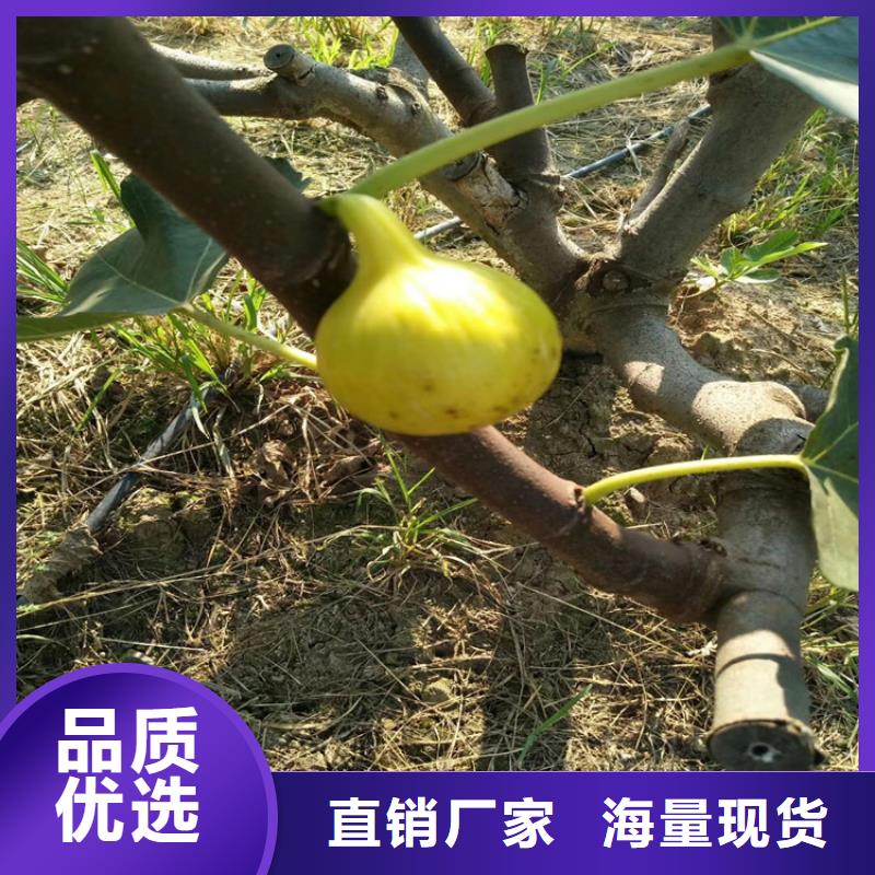 【無花果草莓苗嚴格把關質量放心】