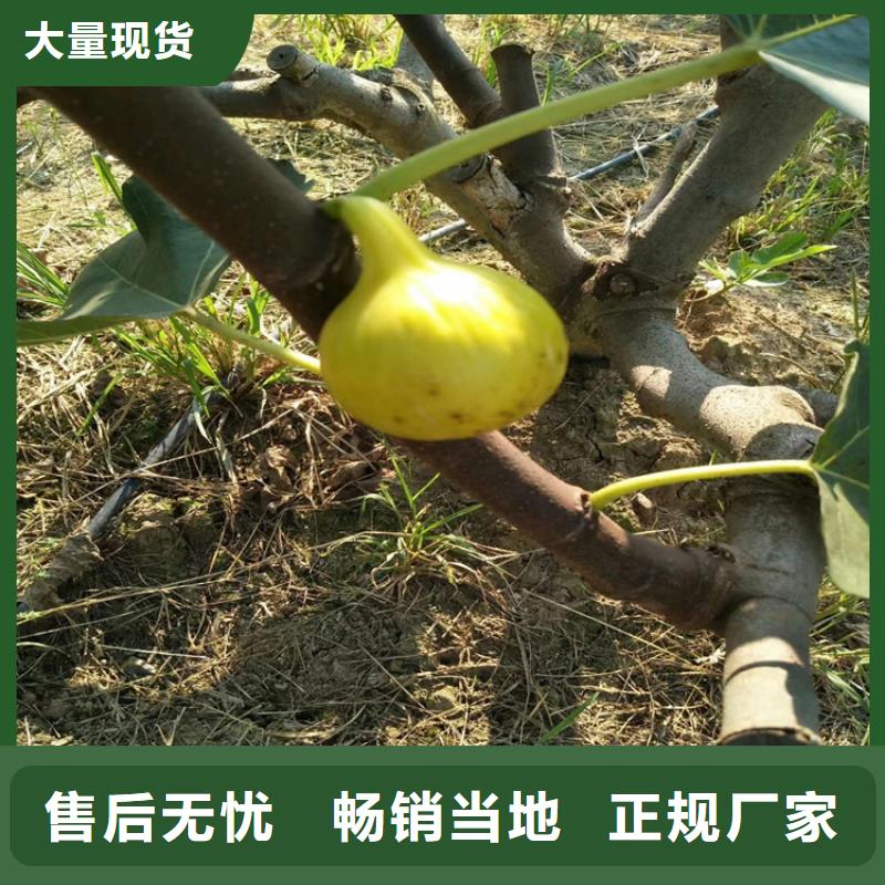 無花果-杏樹苗支持大批量采購