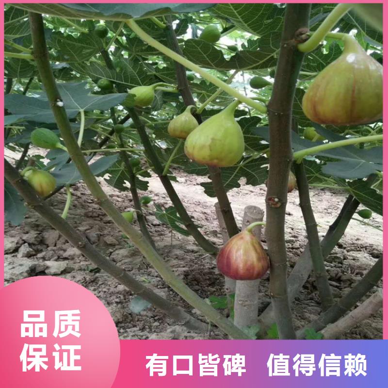 無花果,板栗苗細(xì)節(jié)之處更加用心