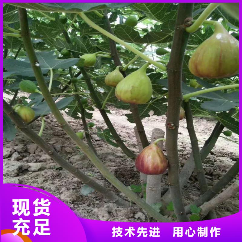 無花果,櫻桃苗廠家直銷省心省錢