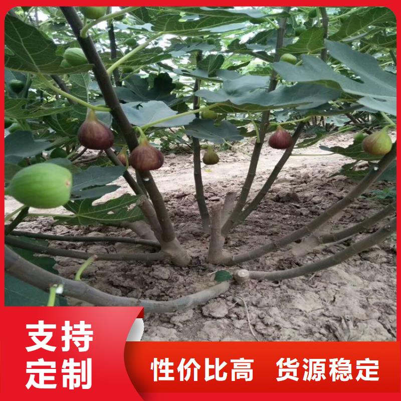 無花果櫻桃苗應(yīng)用領(lǐng)域