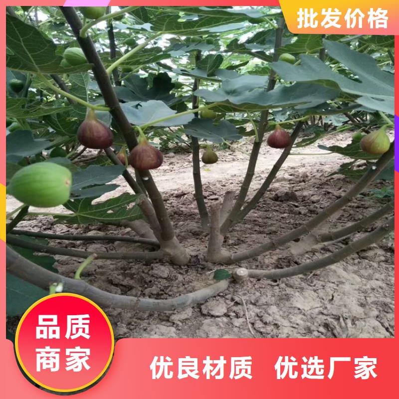 無花果,無花果苗不斷創(chuàng)新