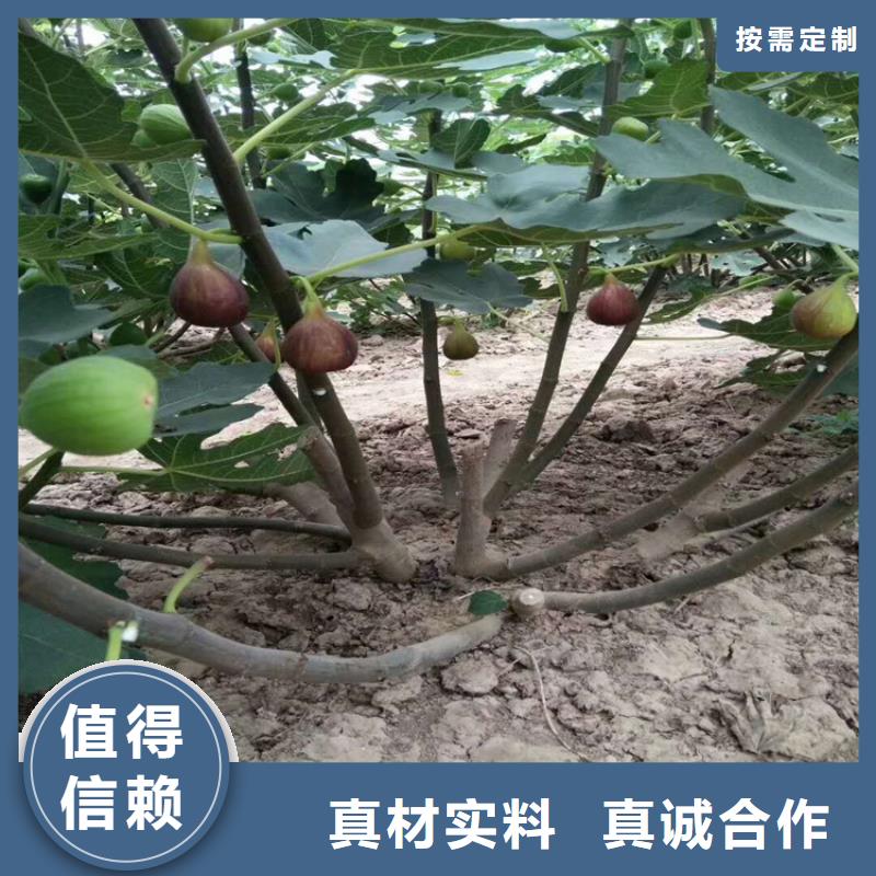 無花果-嘎啦蘋果品質不將就