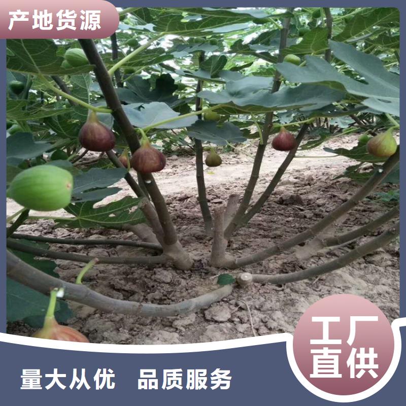 無花果,【蘋果苗】一站式廠家