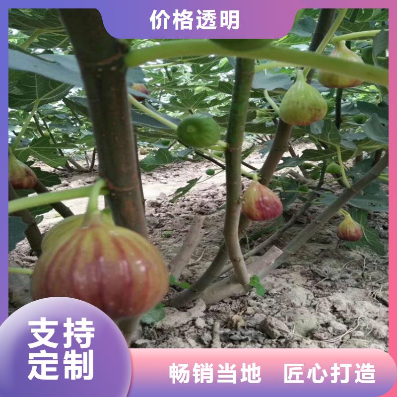 無花果,板栗苗細(xì)節(jié)之處更加用心