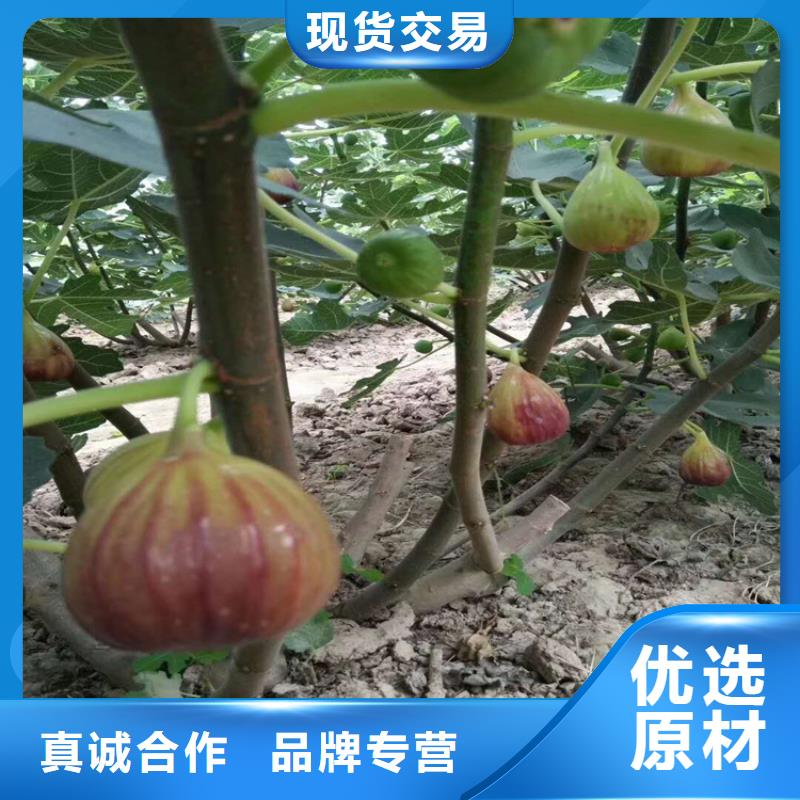 无花果杏树苗一站式采购