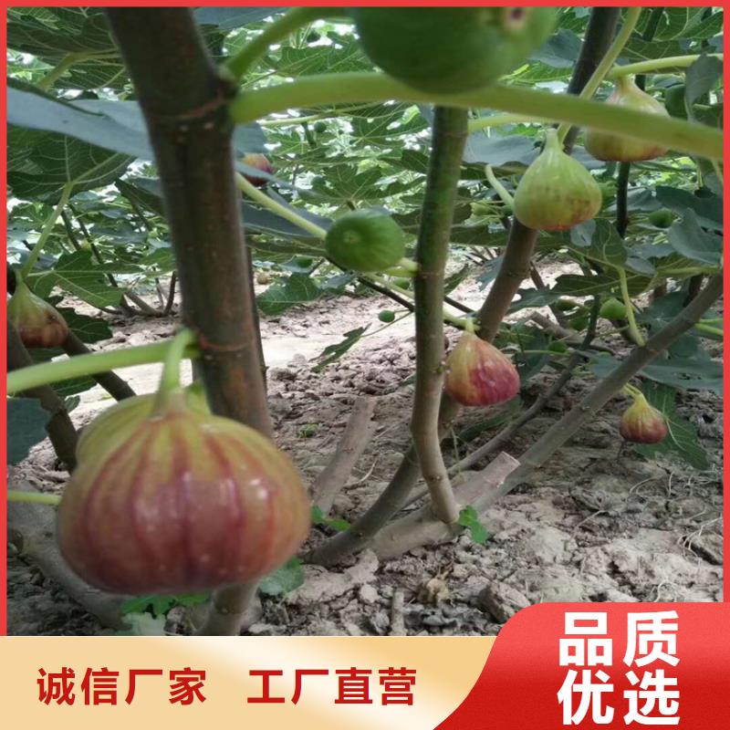 无花果樱桃苗品质无所畏惧