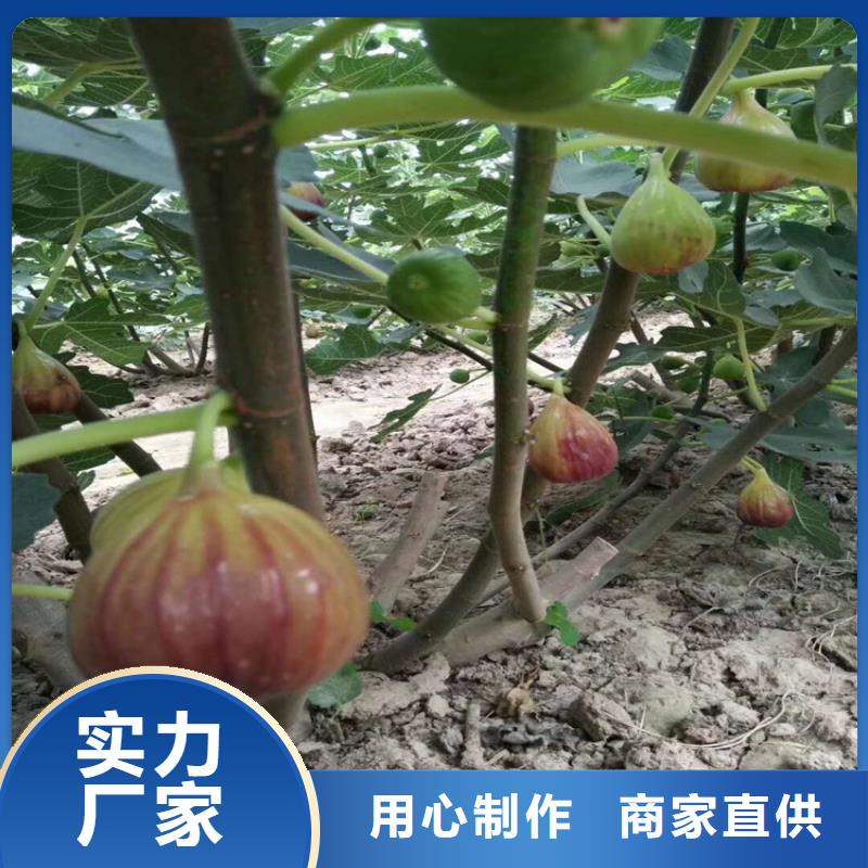 無花果櫻桃苗應用領域