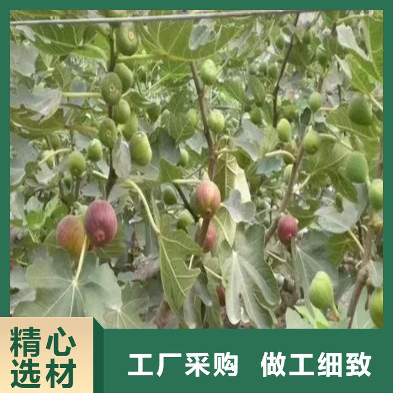 無花果,無花果苗不斷創(chuàng)新