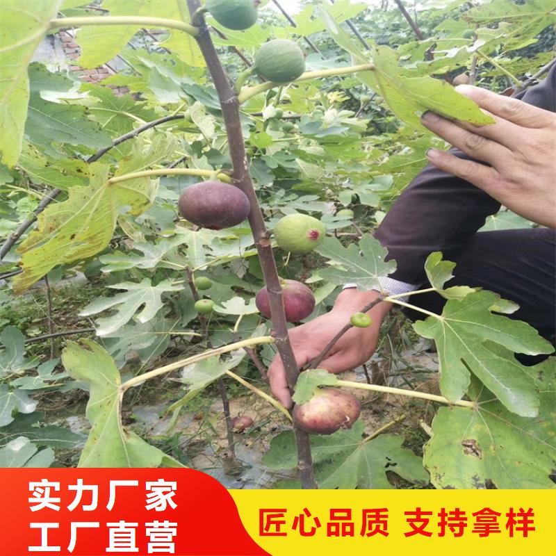 無花果石榴樹多年行業積累