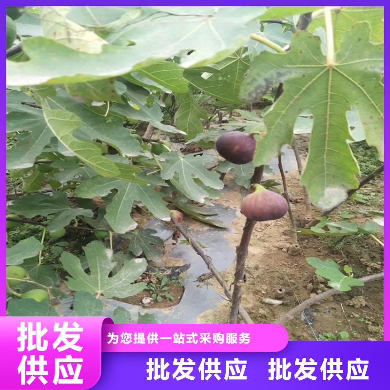 【無花果】蘋果苗質量為本