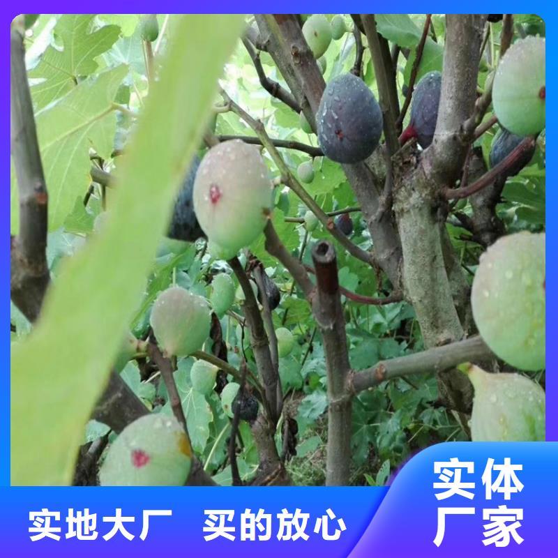 無花果葡萄苗超產(chǎn)品在細(xì)節(jié)