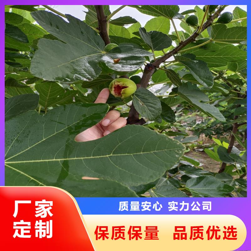 無花果【石榴樹】支持定制加工