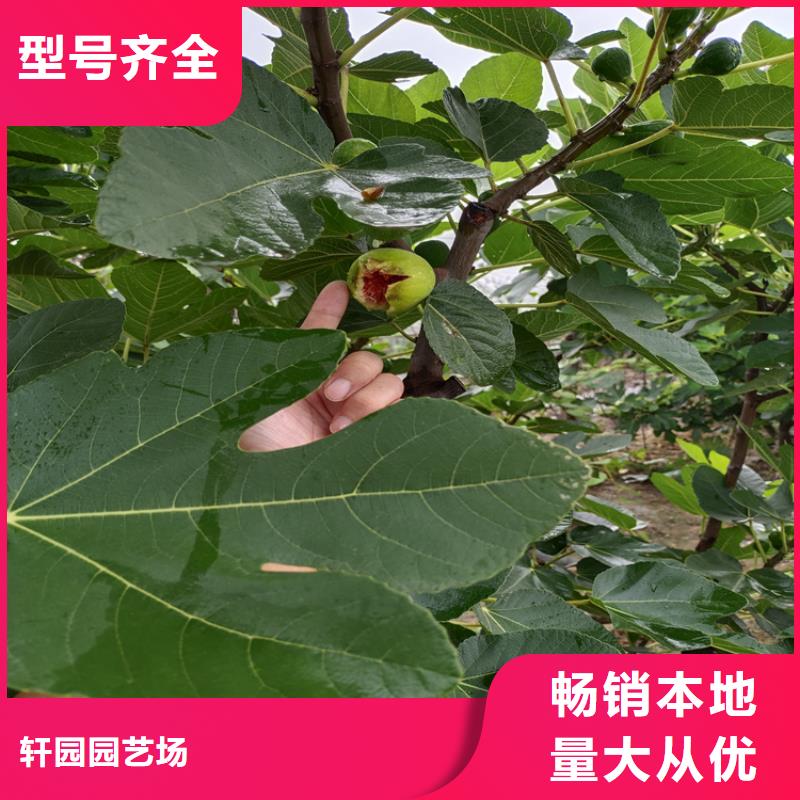 【無花果】石榴樹現貨充足