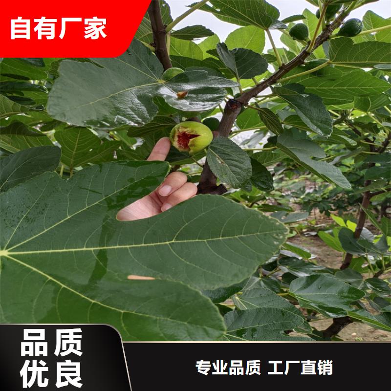 無花果-【藍(lán)莓苗】0中間商差價