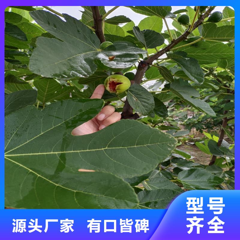 無花果,板栗苗細(xì)節(jié)之處更加用心