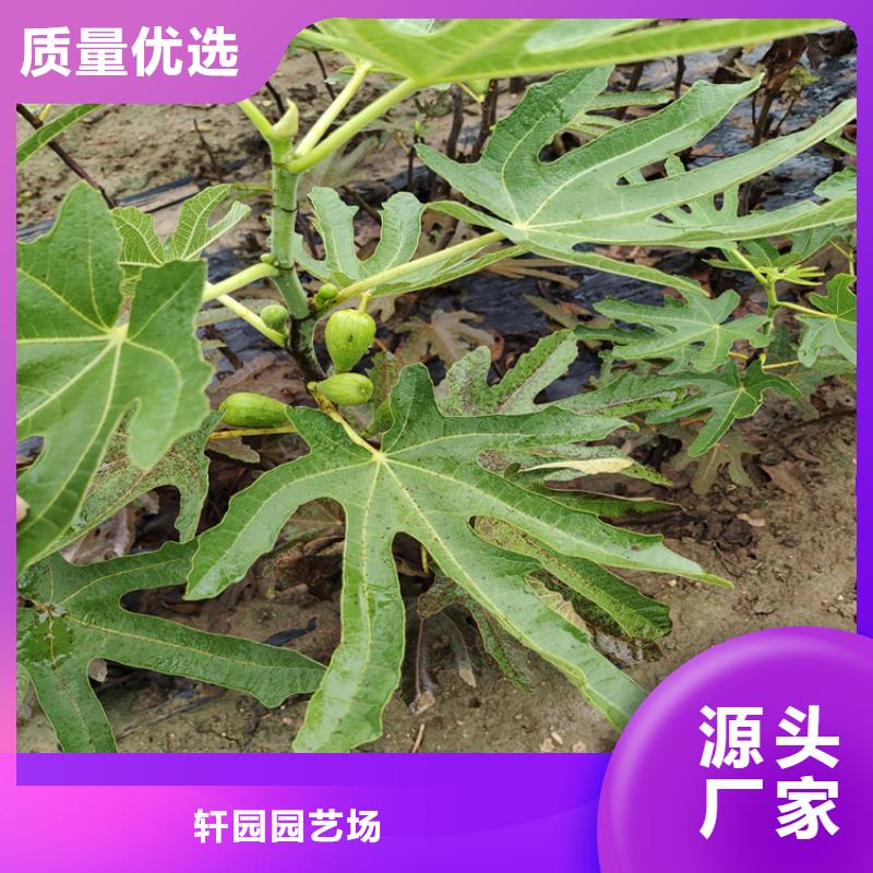 無花果櫻桃苗支持加工定制