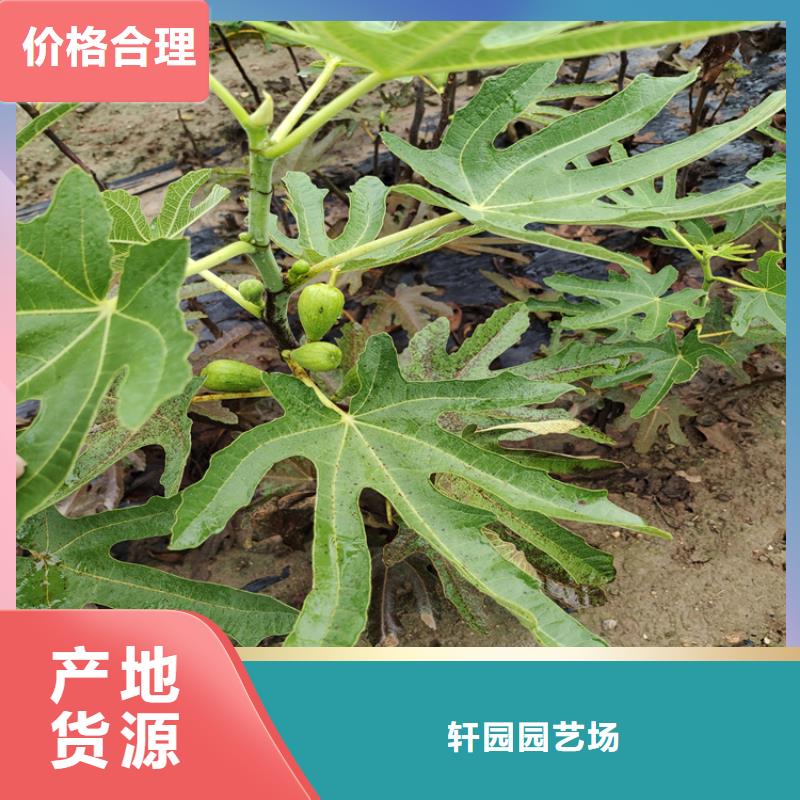 無花果獼猴桃苗價格公道合理