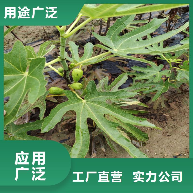 無花果,蘋果苗使用方法