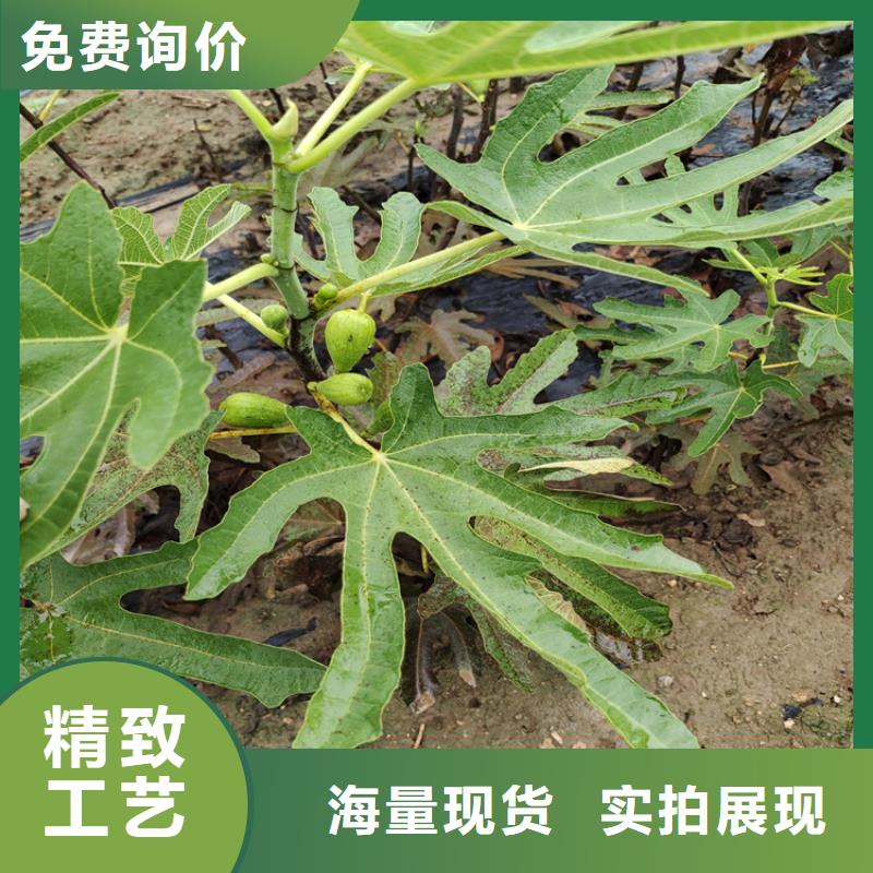 【無花果】無花果苗用心經(jīng)營