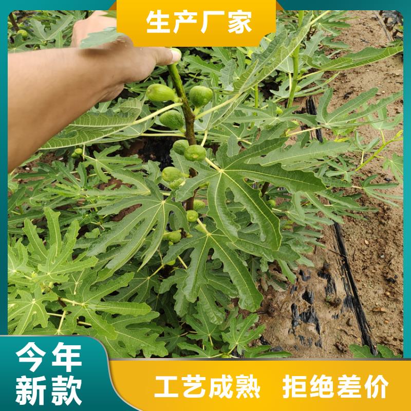 無花果櫻桃苗支持加工定制