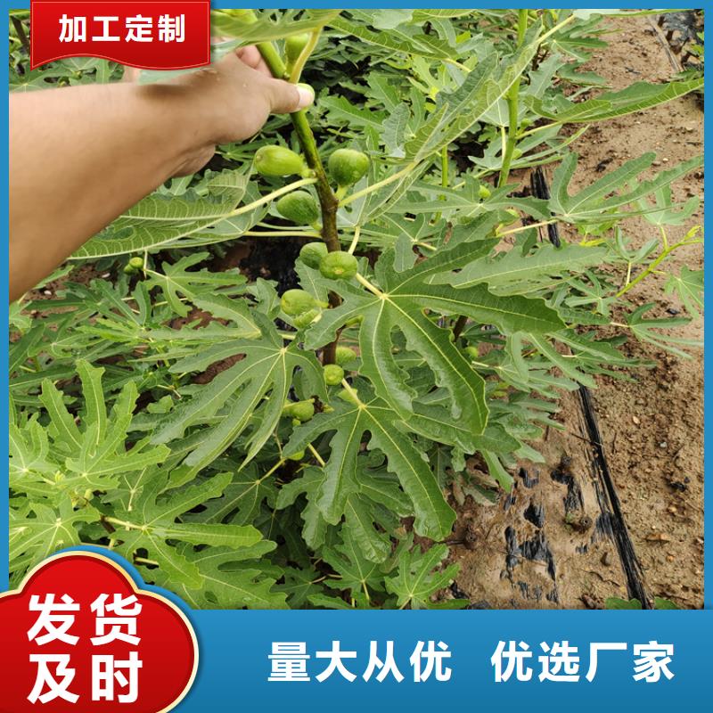 無花果-【藍莓苗】0中間商差價