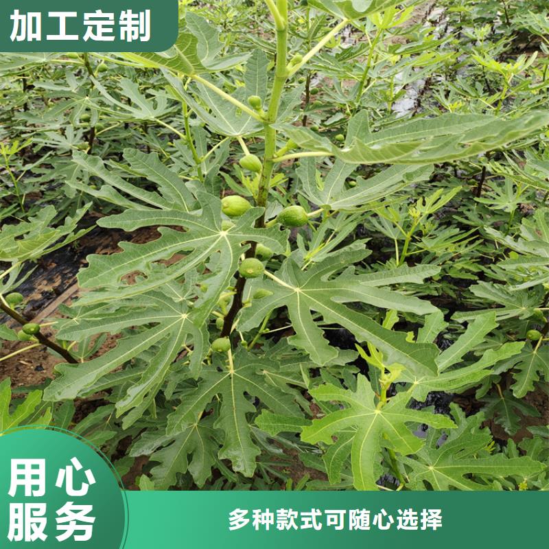 【無花果】嘎啦蘋果工廠現(xiàn)貨供應(yīng)