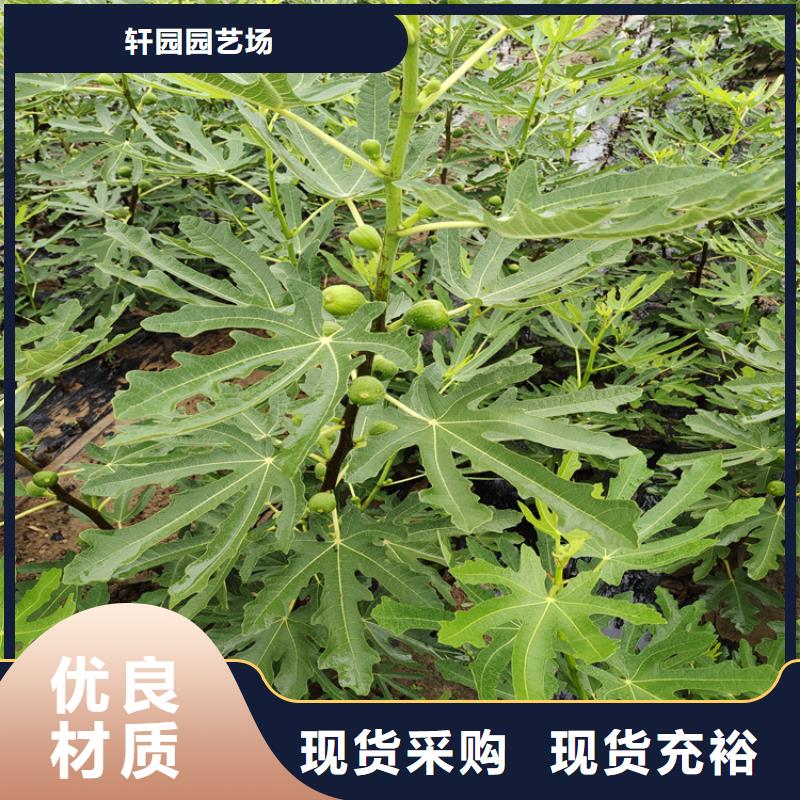 【無花果】無花果苗用心經營