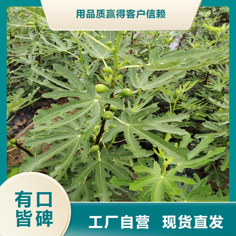 无花果,樱桃苗厂家直销省心省钱