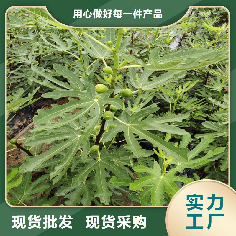 無花果櫻桃苗支持加工定制