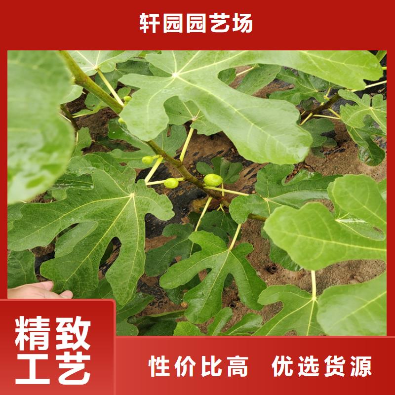 無花果-杏樹苗支持大批量采購