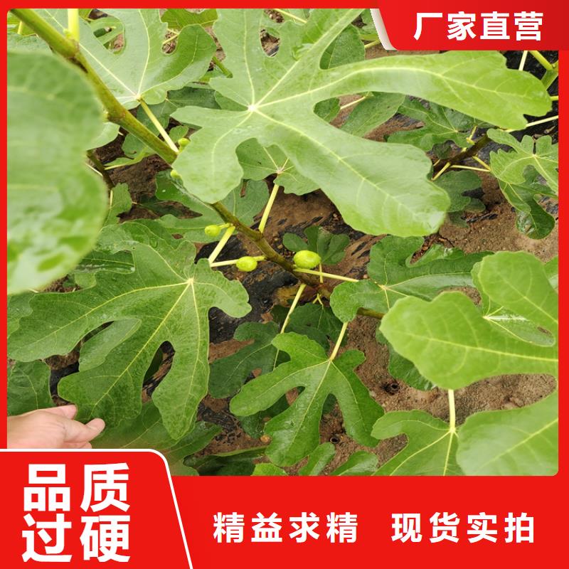 【無花果藍(lán)莓苗您想要的我們都有】