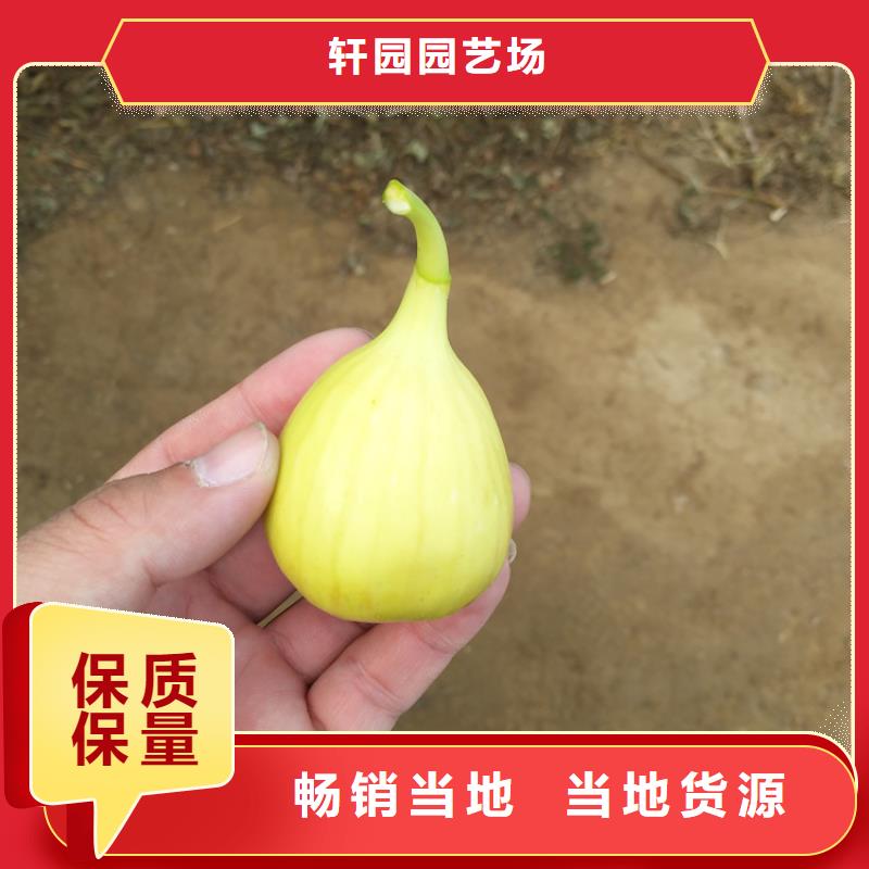 无花果樱桃苗品质无所畏惧