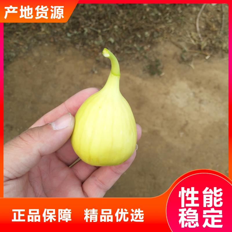 無花果李樹苗產品性能