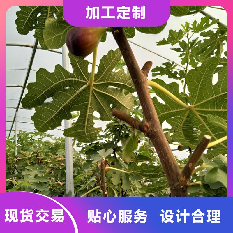 無花果櫻桃苗源頭工廠量大優惠