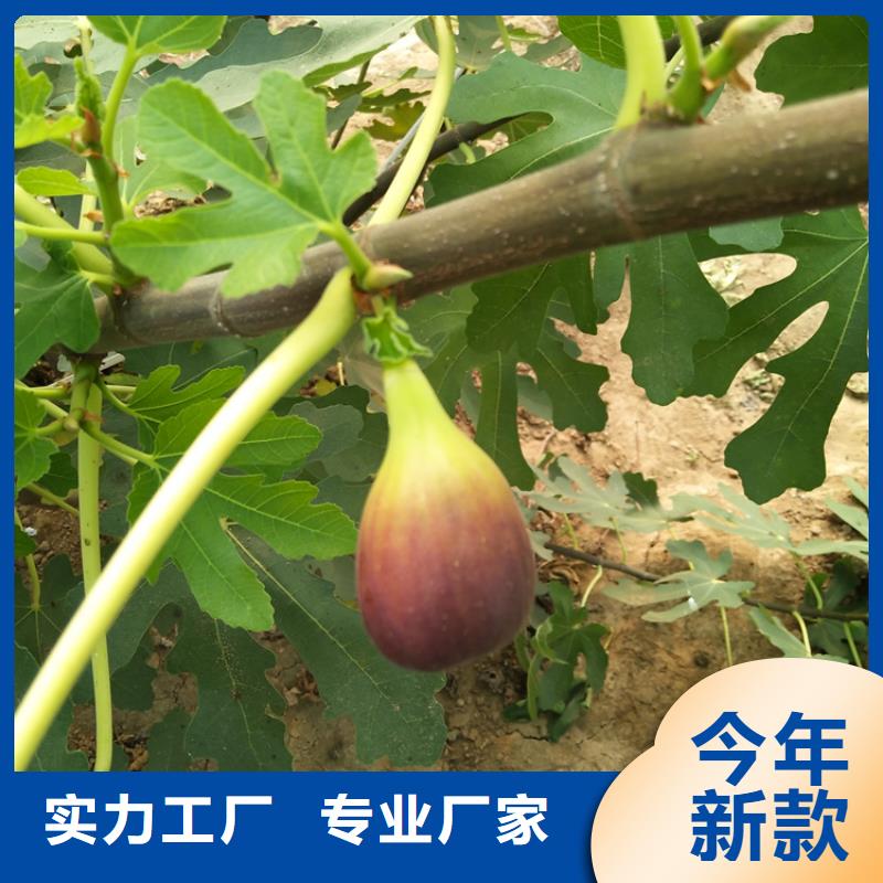 無花果【獼猴桃苗】源廠直接供貨