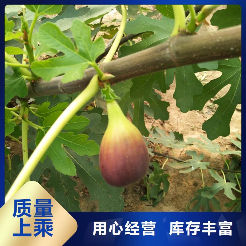 無花果,【蘋果苗】質量安全可靠