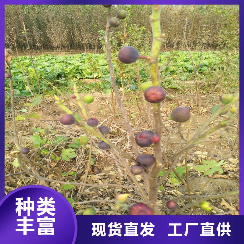 無花果草莓苗性價(jià)比高