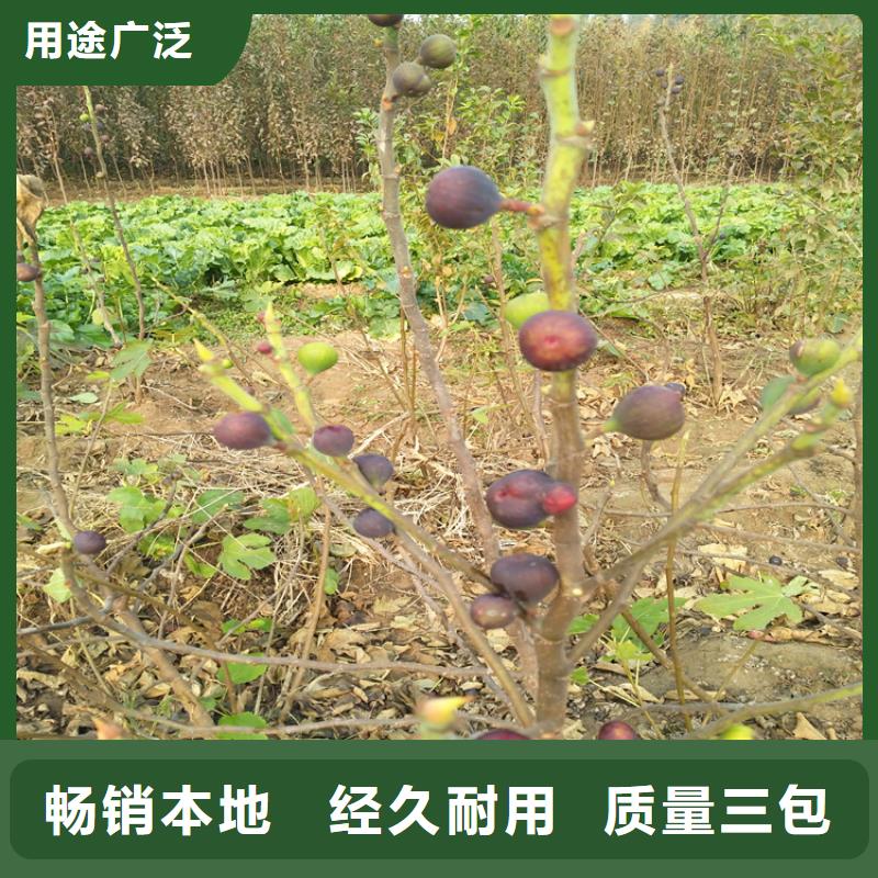 無花果櫻桃苗品質優選