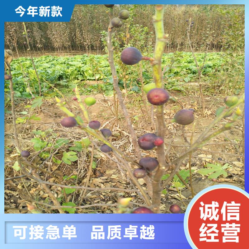 無花果,櫻桃苗廠家直銷省心省錢