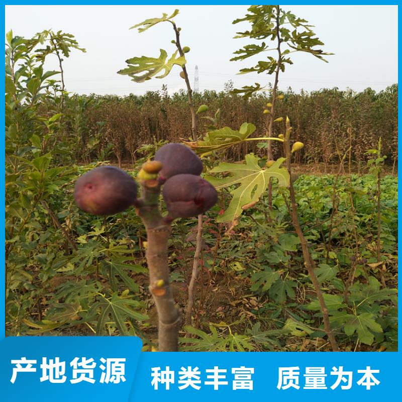 【無花果】_石榴樹苗超產(chǎn)品在細節(jié)