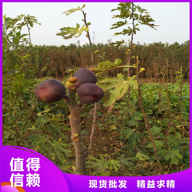 无花果苹果苗闪电发货