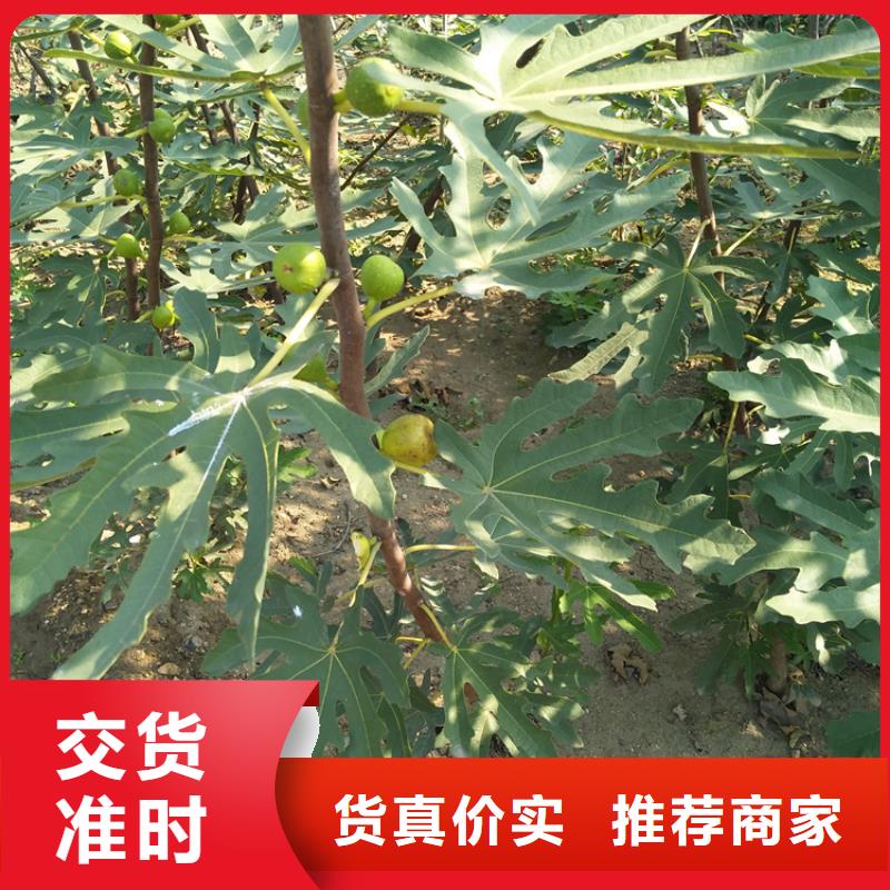 無花果,板栗苗細節之處更加用心