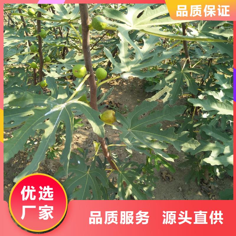 無花果,【蘋果苗】讓客戶買的放心